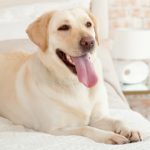 ¿Cómo hacer que tu casa sea pet-friendly?