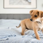 ¿Dónde viven los dueños de los “perrijos”?