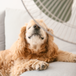 ¿Qué necesitas para tener un hogar a prueba del calor? ¿Qué necesitas para tener un hogar a prueba del calor?