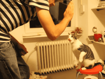high-five-cat-gif