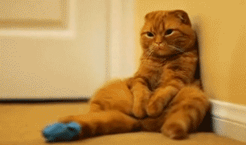 lazy-cat-gif