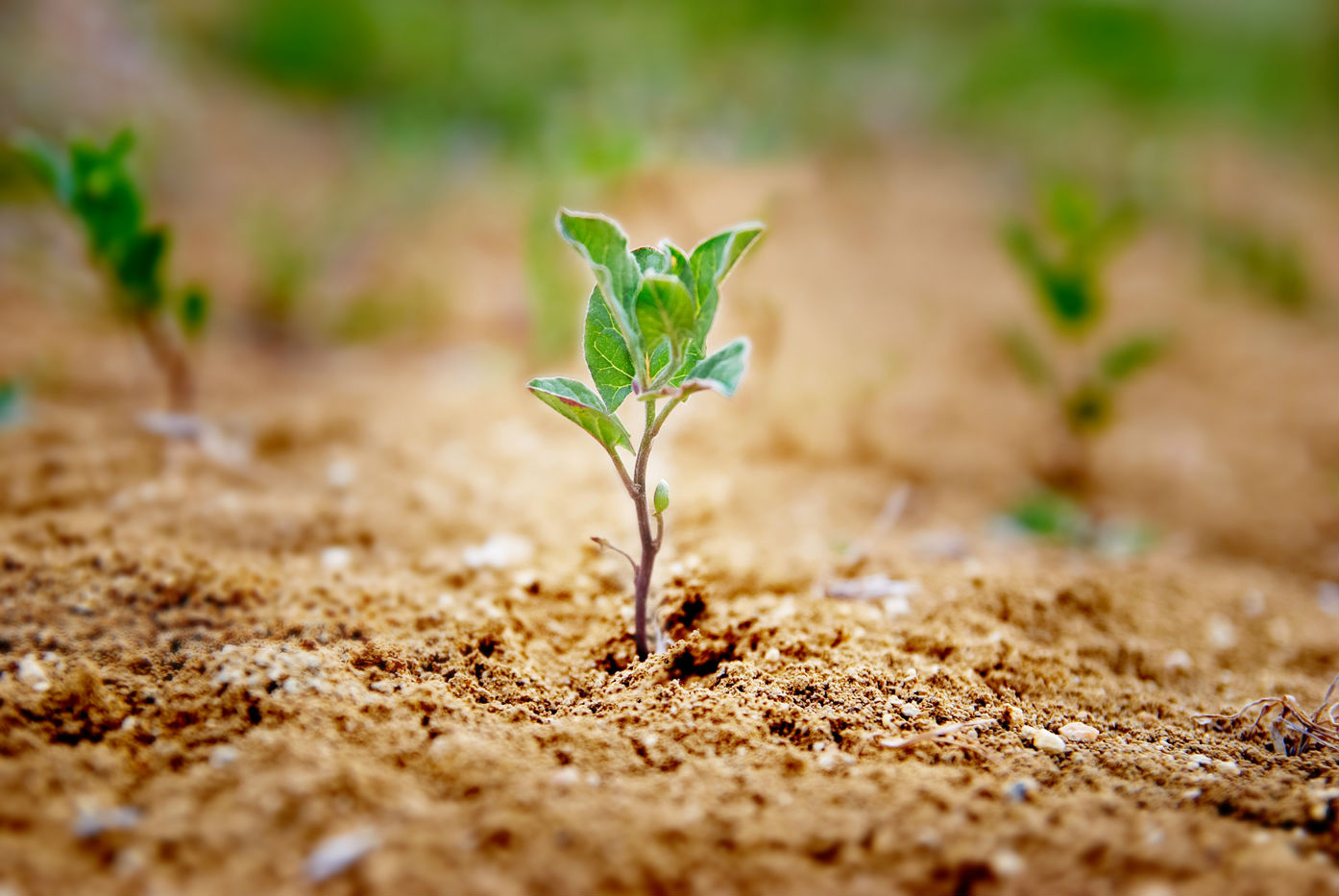 cultivo