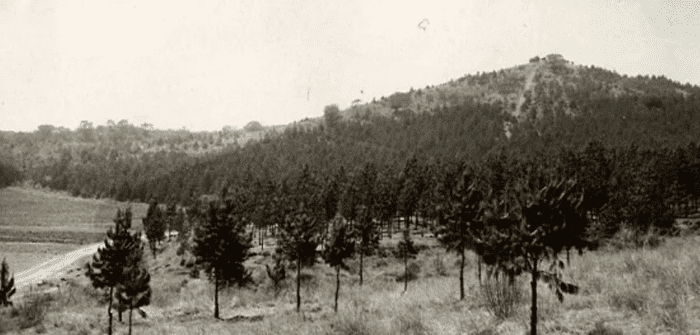 bosque de tlalpan