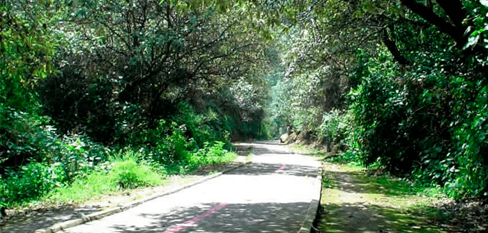 bosque de tlalpan