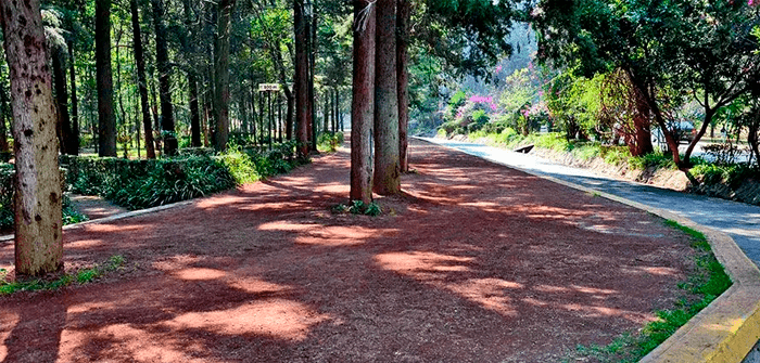 bosque de tlalpan