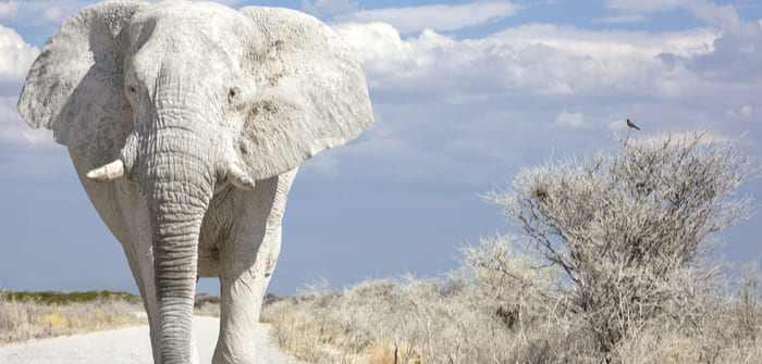 ¿Qué son los elefantes blancos?
