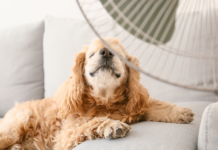 ¿Qué necesitas para tener un hogar a prueba del calor? ¿Qué necesitas para tener un hogar a prueba del calor?
